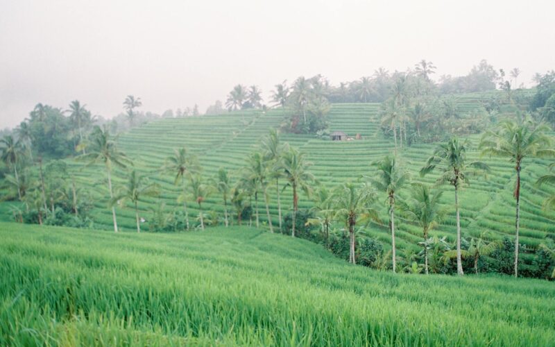 Best Hotels in Ubud, Bali: Complete Guide 2026