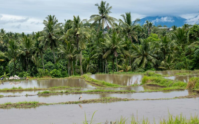 Best Hotels in Ubud, Bali: Complete Guide 2026
