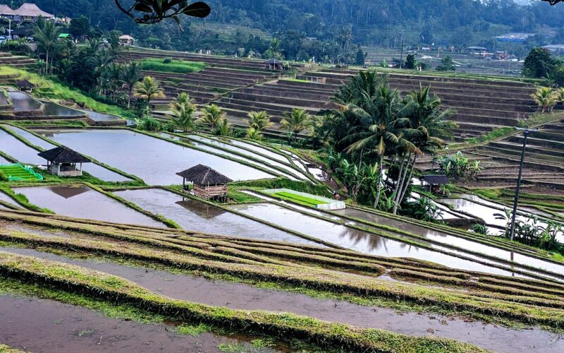 Best Hotels in Ubud, Bali: Complete Guide 2026