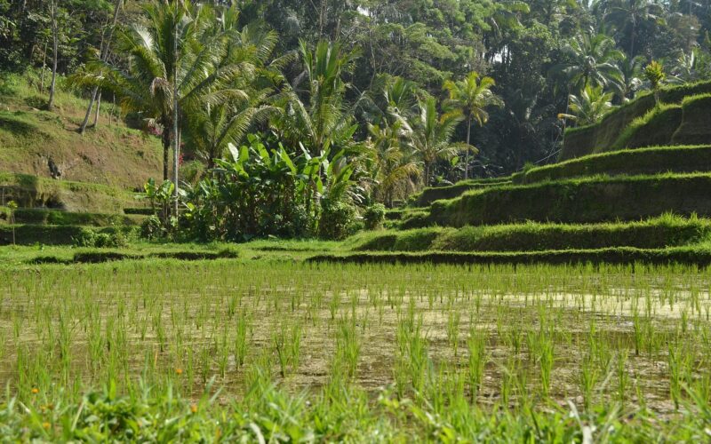 Best Hotels in Ubud, Bali: Complete Guide 2026