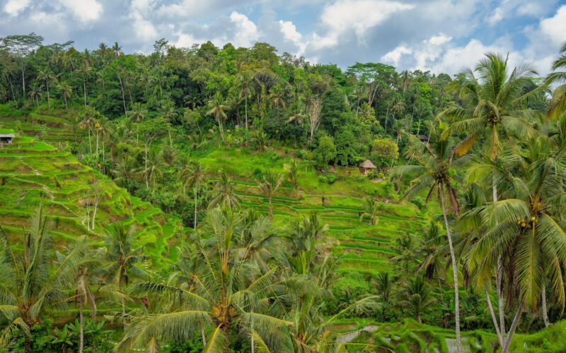Best Hotels in Ubud, Bali: Complete Guide 2026