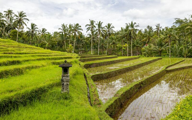 Best Hotels in Ubud, Bali: Complete Guide 2026