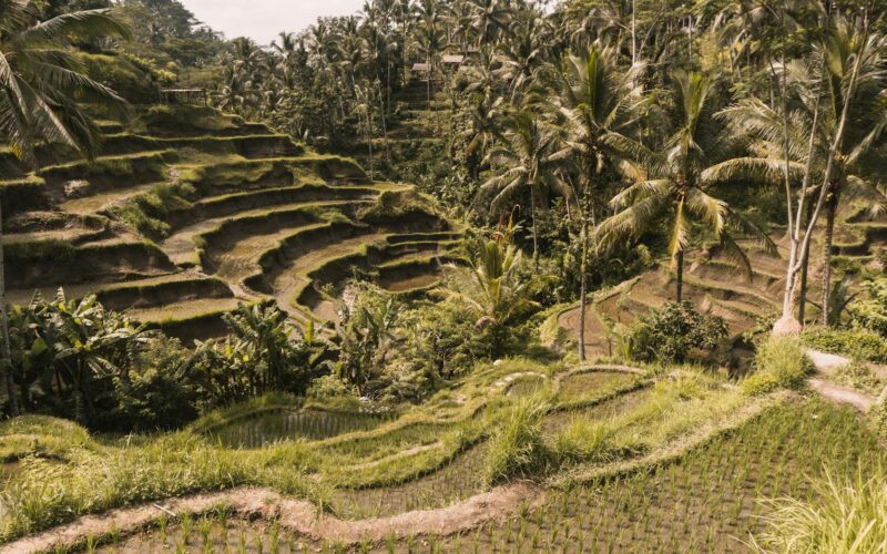 Best Hotels in Ubud, Bali: Complete Guide 2026