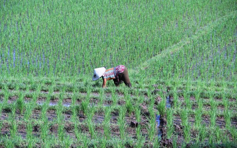 Best Hotels in Ubud, Bali: Complete Guide 2026