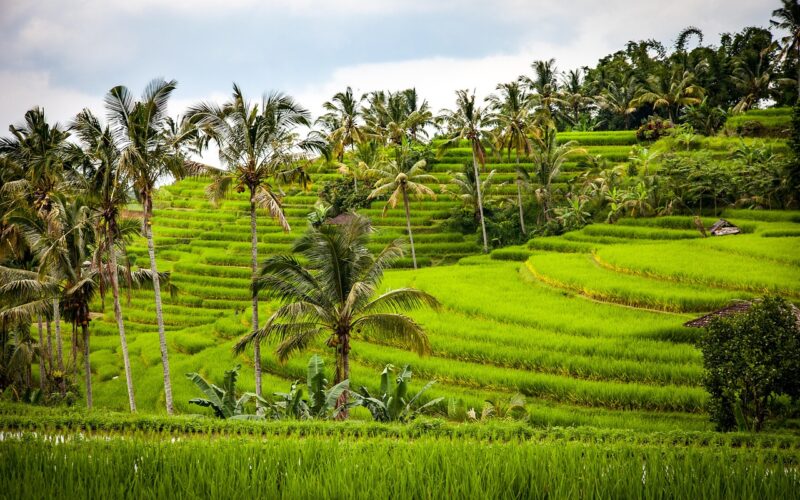 Best Hotels in Ubud, Bali: Complete Guide 2026
