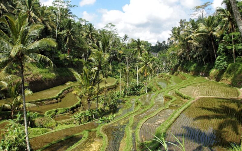 Best Hotels in Ubud, Bali: Complete Guide 2026