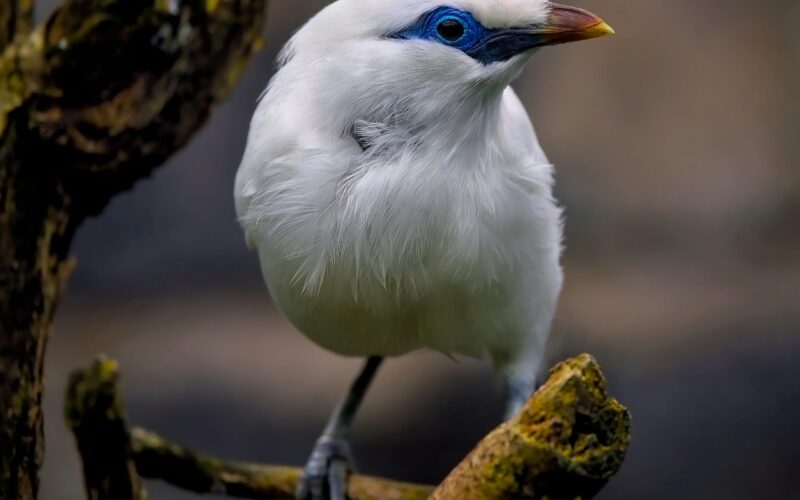 Best Hotels in Denpasar, Bali: Complete Guide 2026