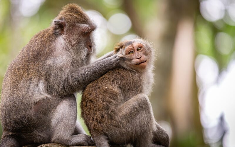 Best Hotels in Ubud, Bali: Complete Guide 2026